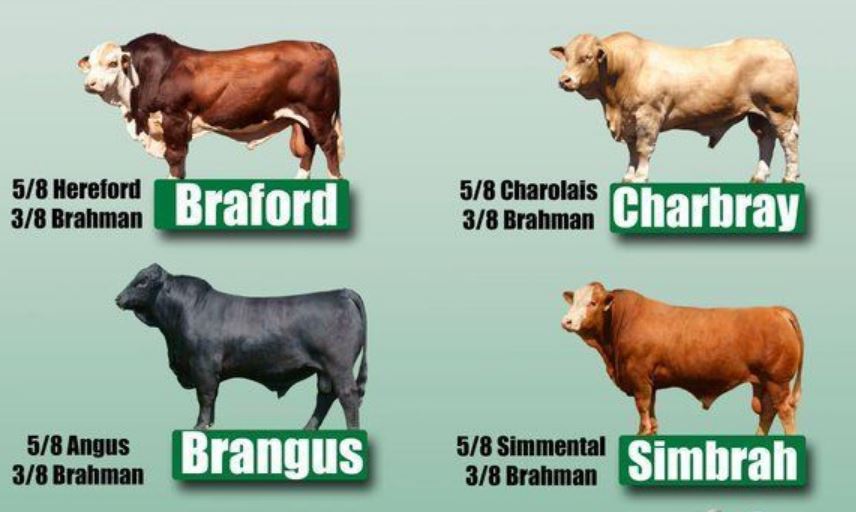 Brahman 3/8