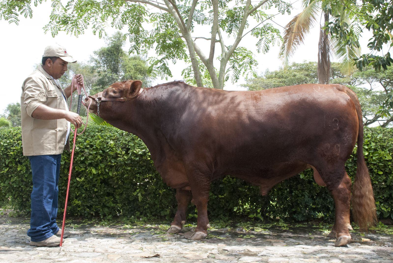 Hacienda La Carolina, ejemplar Brangus con su cuidador