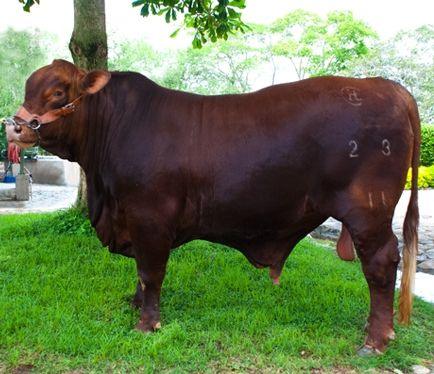 Toro reproductor