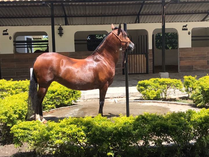 Equinos de la hacienda