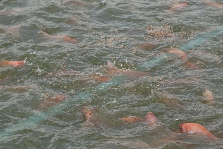 Tilapia roja